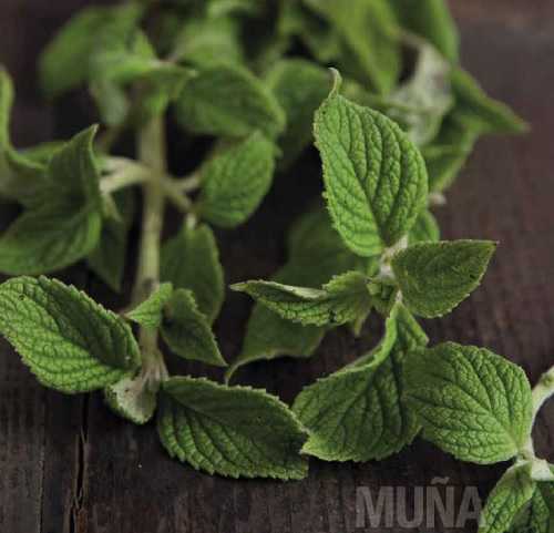Medicinal plants for altitude sickness