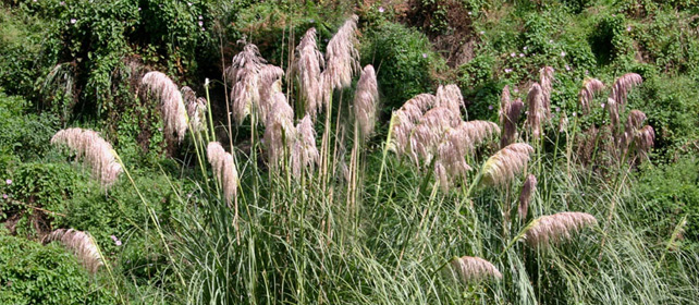 August, the month of the winds