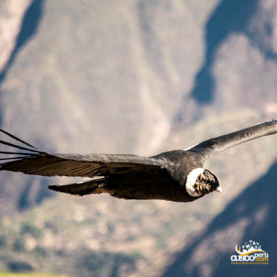 Condor in the Colca Valley