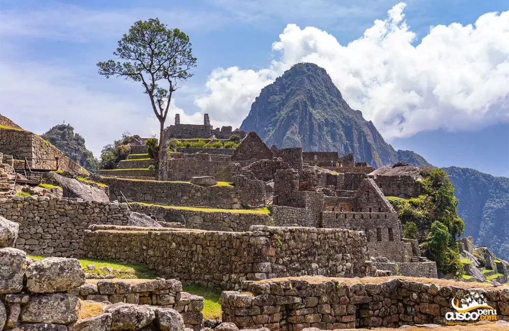 Central tree square in Machu Picchu